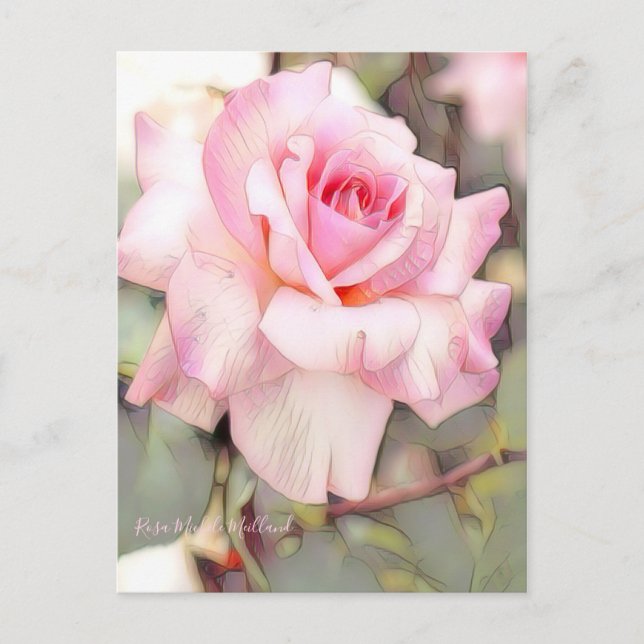 Rosa Michele Meilland [Postcard] Postcard (Front)