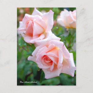 Rosa Michele Meilland [Postcard] Postcard