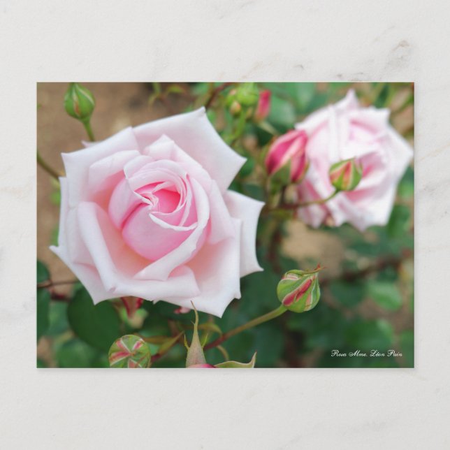 Rosa Mme. Léon Pain [Postcard] Postcard (Front)