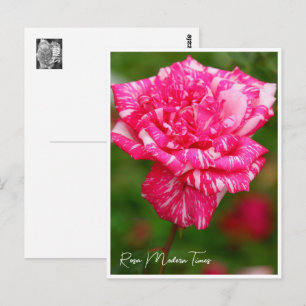 Rosa Modern Times Postcard