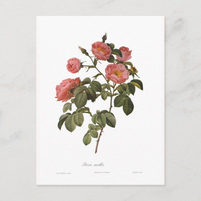 Rosa mollis postcard (Front)