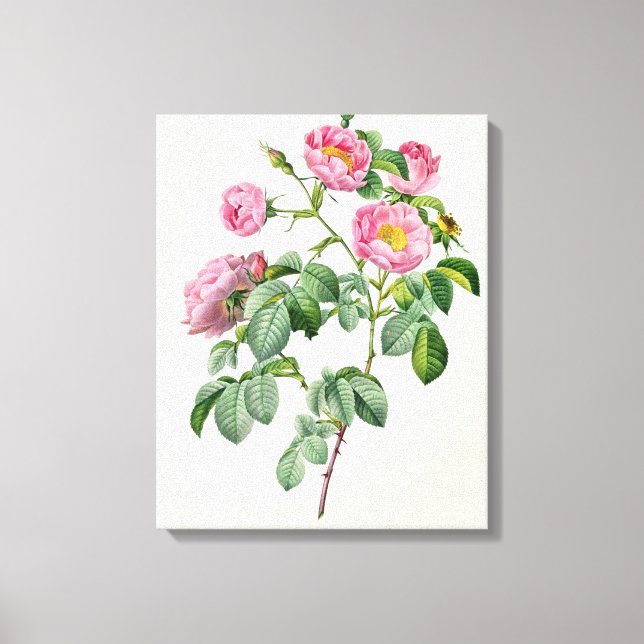 Rosa Mollissima, from 'Les Roses' Canvas Print (Front)