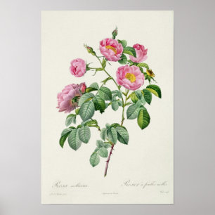 Rosa Mollissima, from 'Les Roses' Poster