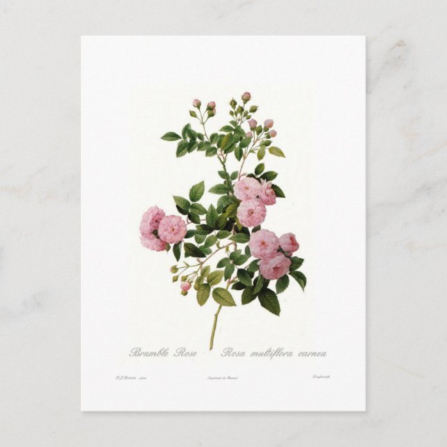 Rosa multiflora carnea(Bramble Rose) Postcard (Front)