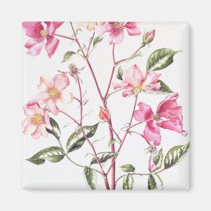 Rosa 'Mutabilis' 1996 Magnet