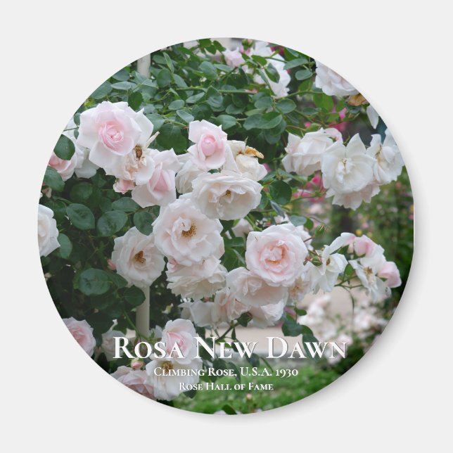 Rosa New Dawn Magnet (Front)