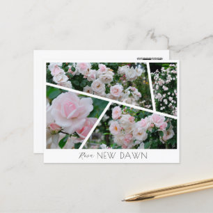 Rosa New Dawn Postcard