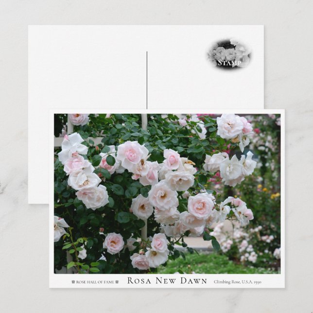Rosa New Dawn Postcard (Front/Back)