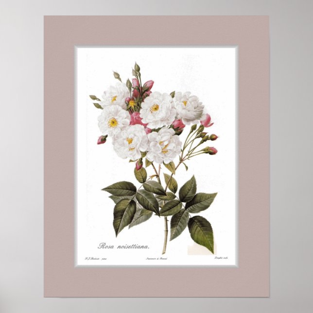 Rosa noisettiana,Custom border Poster (Front)