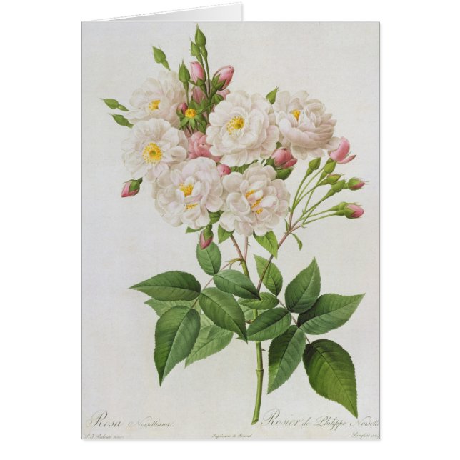 Rosa Noisettiana, from'Les Roses' (Front)