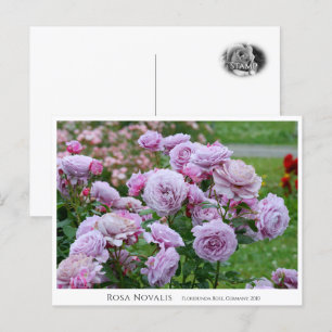 Rosa Novalis Postcard