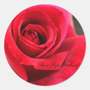 Rosa Papa Meilland Classic Round Sticker