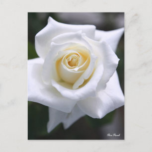 Rosa Pascali：Postcard Postcard