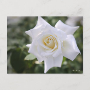 Rosa Pascali:Postcard Postcard