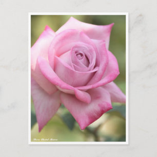 Rosa Pastel Mauve Postcard