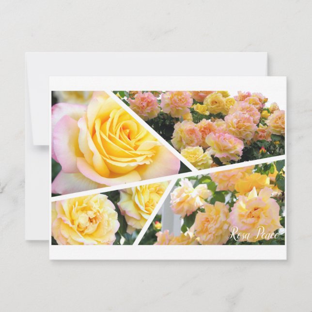 Rosa Peace [Flat Card] (Front)