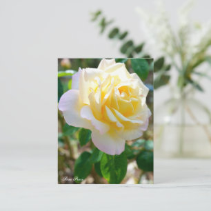 Rosa Peace Postcard