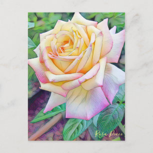 Rosa Peace [Postcard] Postcard