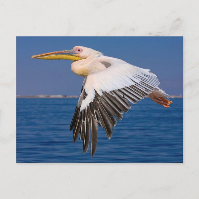 Rosa Pelikan Flight Postcard (Front)