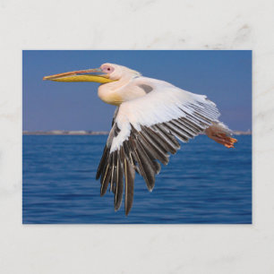 Rosa Pelikan im Flug Postkarte Postcard