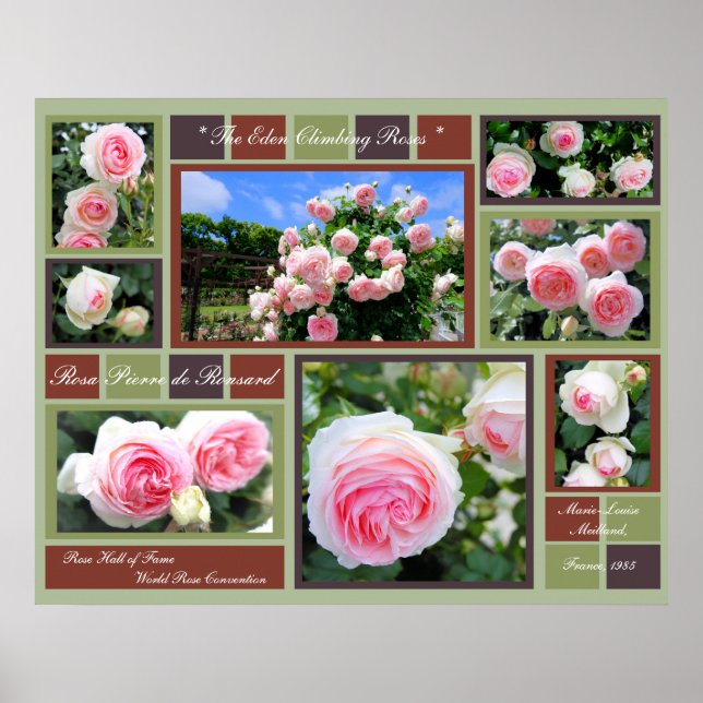 Rosa Pierre de Ronsard [Art Poster] Poster (Front)