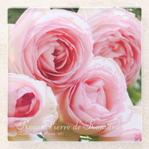Rosa Pierre de Ronsard [Glass Coaster] Glass Coaster