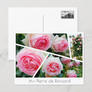 Rosa Pierre de Ronsard Postcard