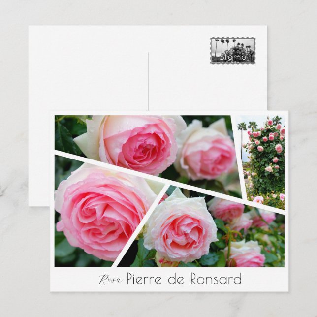 Rosa Pierre de Ronsard Postcard (Front/Back)