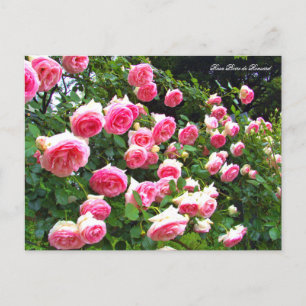 Rosa Pierre de Ronsard [Postcard] ポストカード Postcard