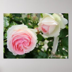 Rosa Pierre de Ronsard Poster