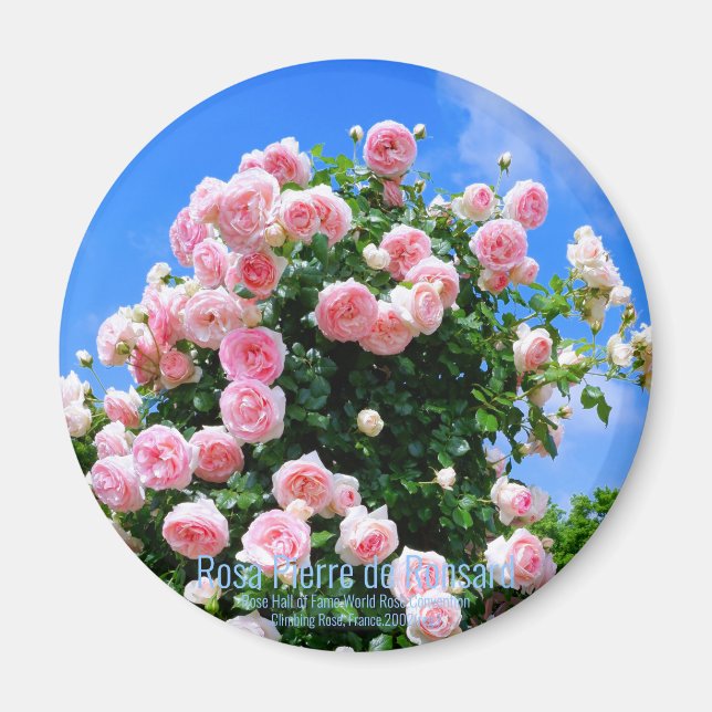 Rosa Pierre de Ronsard [Round Magnet] Magnet (Front)