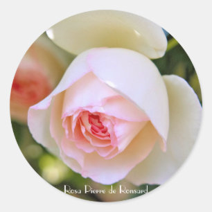 Rosa Pierre de Ronsard [Round Seal] Round Seal