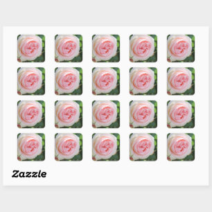 Rosa Pierre de Ronsard: Seal