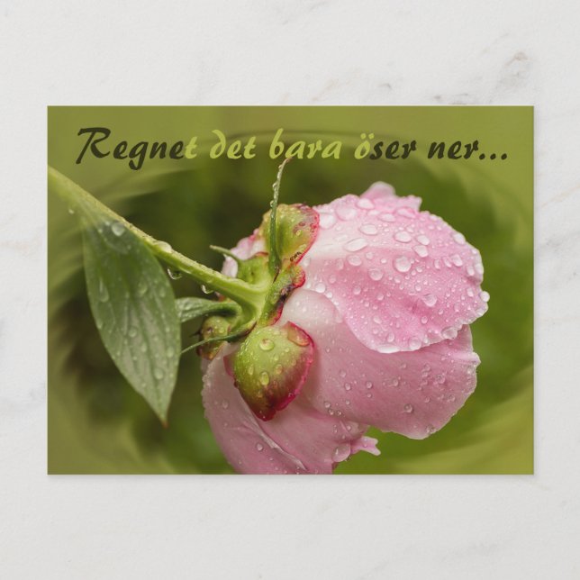 Rosa pion med glittrande vattendroppar CC0516 Postcard (Front)