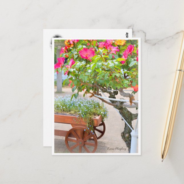 Rosa Playboy Postcard (Front/Back In Situ)