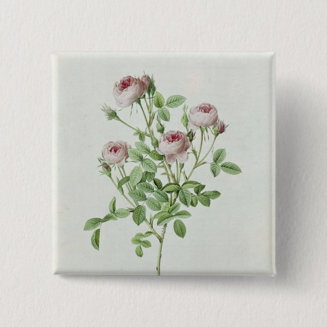 Rosa Pomponia, from 'Les Roses' 15 Cm Square Badge (Front)