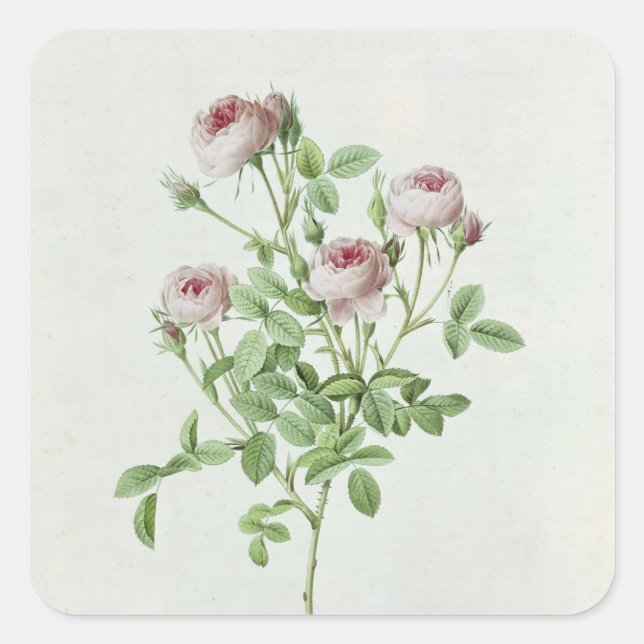 Rosa Pomponia, from 'Les Roses' Square Sticker (Front)