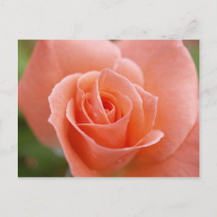 Rosa Postcard