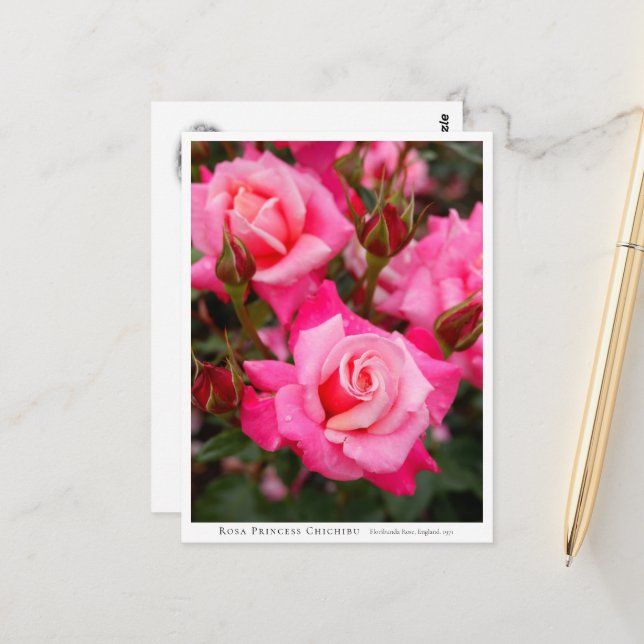 Rosa Princess Chichibu Postcard (Front/Back In Situ)