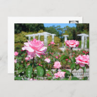 Rosa Queen Elizabeth