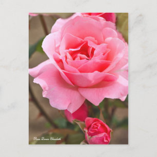 Rosa Queen Elizabeth [Postcard] ポストカード Postcard