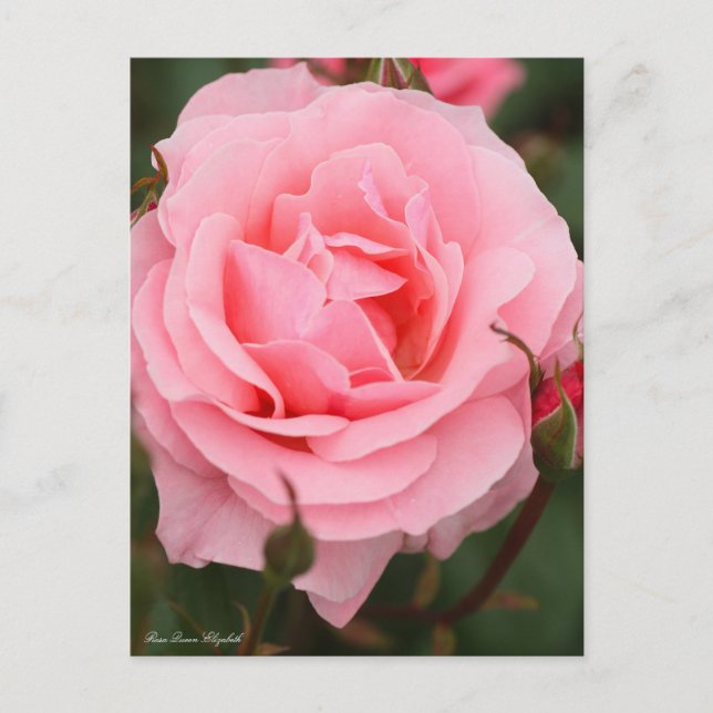 Rosa Queen Elizabeth：Postcard Postcard (Front)