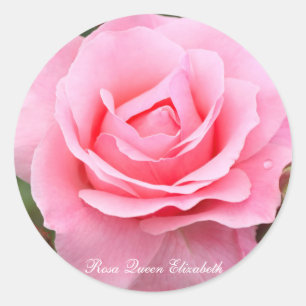 Rosa Queen Elizabeth [Round Seal] Round Seal
