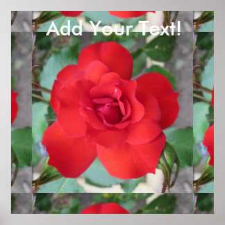 Rosa Roja Flor Poster