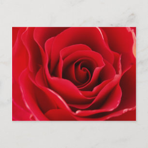 Rosa roja postcard