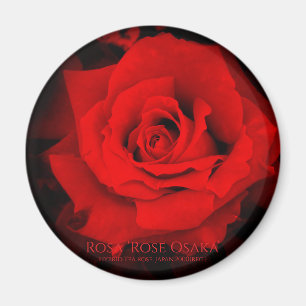 Rosa ‘Rose Osaka’:Round Magnet