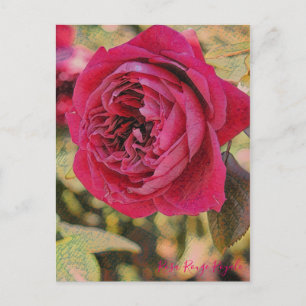 Rosa Rouge Royale [Postcard] Postcard