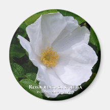 Rosa rugosa マグネット