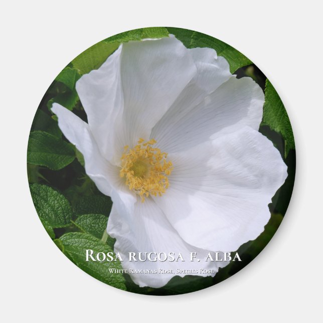 Rosa rugosa マグネット magnet (Front)