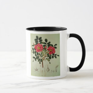 Rosa rugosa, from 'Flora Japonica' Mug